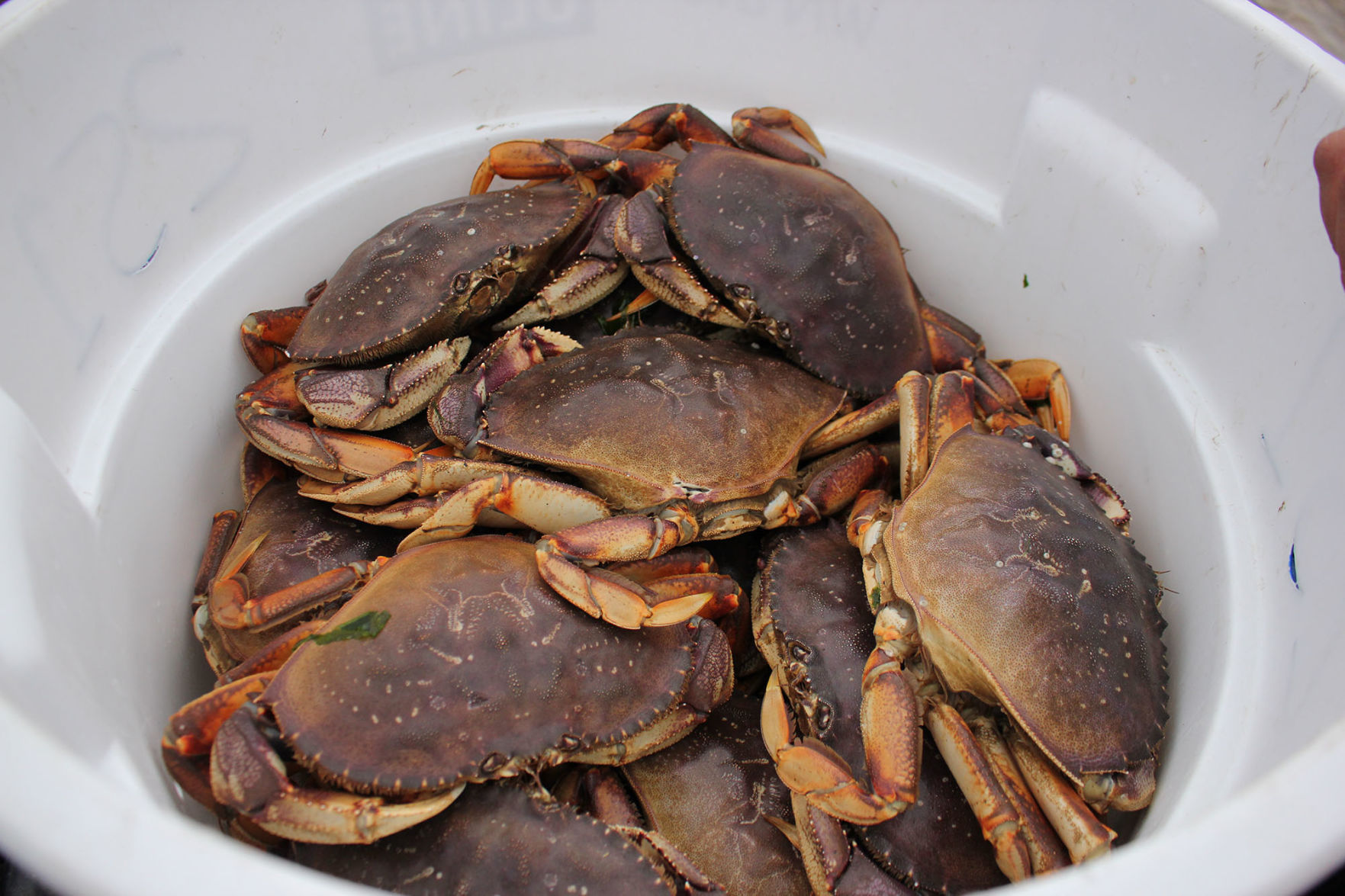 crab